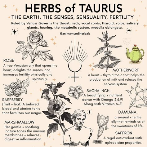 ✨ Healing herbs for the womb 🌚✨and beyond! Raise your (🌿) if you love these powerful plant allies! Many, many others not mentioned that… Magick Herbs, Magic Healing, Magickal Herbs, Salivary Gland, Magia Das Ervas, Magic Herbs, Magical Herbs, Witchcraft Spell Books, Herbal Apothecary