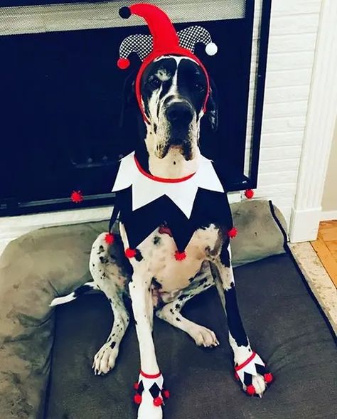 14 Funny Great Dane Costumes For Halloween 2020 - PetPress Great Dane Costume, Big Dog Halloween Costumes, Big Dog Costumes, Dog Costumes Halloween Large, Cute Dog Halloween Costumes, Puppy Halloween Costumes, Best Dog Costumes, Big Dog Clothes, Costumes For Halloween