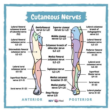 Cutaneous Innervation Lower Limb! Nerves In Leg, Anesthesia Tech, Medical School Notes, Lower Limb Muscles, Arteries Anatomy, Nervous System Anatomy, Nerve System, Nerve Anatomy, Anatomy Education