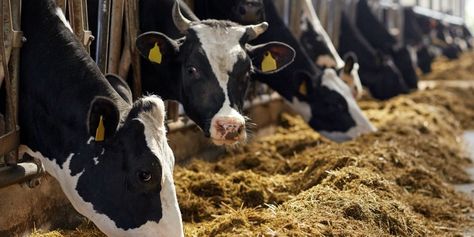 Breeding Business, Herd Of Cows, Demand And Supply, Country Cow, Animal Husbandry, Agriculture Industry, Dairy Alternatives, Dairy Farm, Dairy Cows