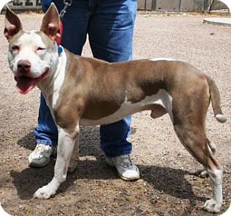 Dogo Argentino mix Terrier Mix Dogs, Breed Dogs, Bull Terrier Mix, Mixed Breed Dogs, Pitbull Mix, Terrier Mix, Mixed Breed, Bull Terrier, Pitbull