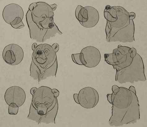 Bear Anatomy Drawing, Bear Drawing Sketches, Cartoon Bear Drawing, Bear Side View, Drawing Bears, Draw A Bear, Bear Reference, Bear Face Drawing, Bear Character Design