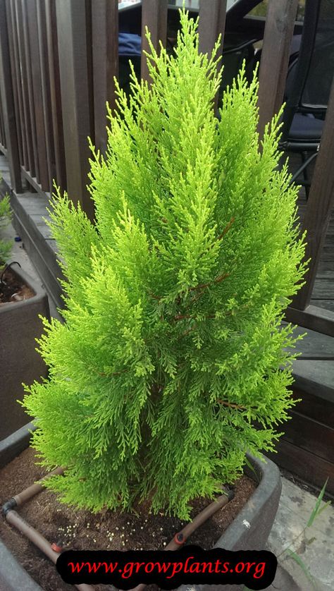 Cupressus macrocarpa Goldcrest tree http://www.growplants.org/growing/cupressus-macrocarpa-goldcrest Pinus Tree, Cupressus Macrocarpa, Cypress Plant, Cyprus Trees, Lemon Cypress, Planting Plan, Plant Tree, Pot Plant, Cypress Trees