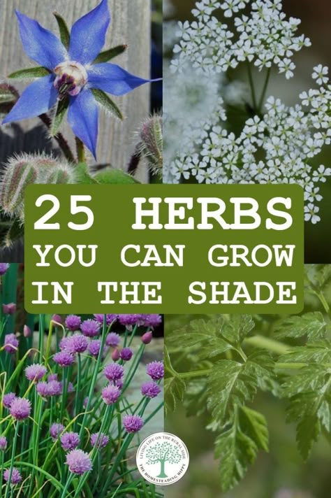 Must Have Medicinal Herbs, Herbs That Grow In Shade Outdoors, Shade Loving Herbs, Medicinal Herb Garden Design Layout, Herbs That Grow In Shade, Which Herbs Grow Well Together, Tea Garden Layout, Shade Herb Garden, Full Sun Herbs