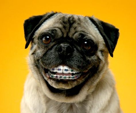 These are two of my favorite things, dogs and braces! Check out these other Animals With Braces That Will Make You Smile :) Orthodontic Humor, Pug Gifs, Bad Teeth, Human Teeth, Dental Humor, Pugs Funny, Smiling Dogs, Smile On, Pug Dog