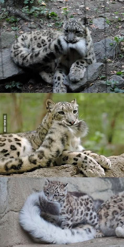 Us In Another Universe Animals, Pretty Animals, Cheetahs, Silly Animals, Cute Wild Animals, Cute Animal Photos, Snow Leopard, Funny Cute Cats, Animal Jokes