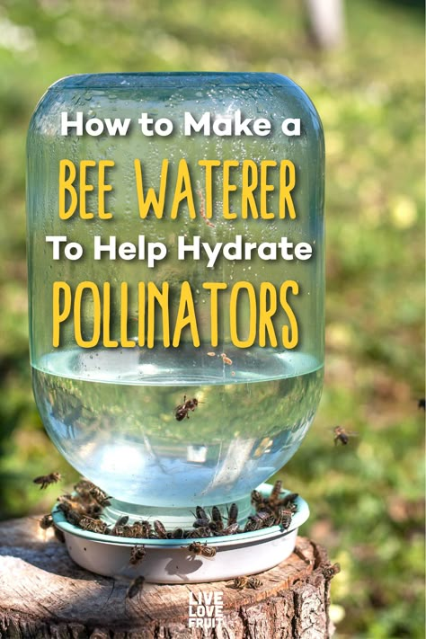 Not many people are aware that bees drink water. They also need water to keep their hive cool and humid. Here’s how to make a bee waterer for your garden. #savethebees #beewaterer #bees #garden #gardening #DIY #gardenDIY Bee Waterer, Backyard Bee, Bee Friendly Garden, Bee Hotel, Backyard Beekeeping, Garden Flower Beds, Bee Garden, Bee Friendly, Pollinator Garden