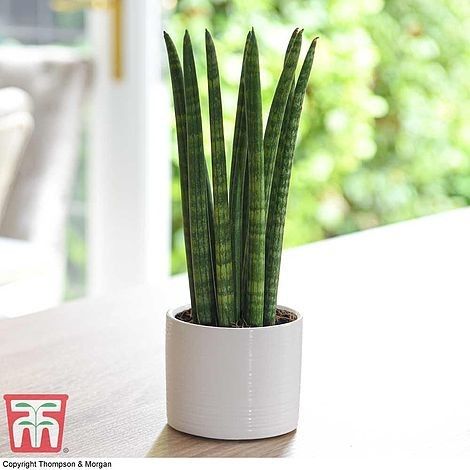 African Spear, Sansevieria Cylindrica, Sansevieria Plant, Plant Encyclopedia, Sansevieria Trifasciata, Poisonous Plants, Air Purifying Plants, Tall Plants, Indoor Plant Pots