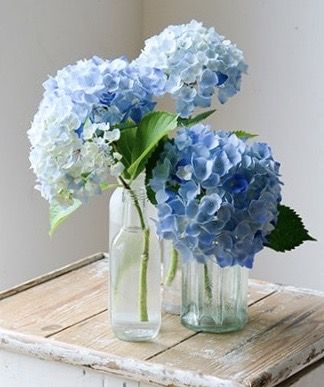 Bud Vase Hydrangea, Hydrangea Bouquet In Vase, Bud Vases White And Blue Flowers, Hydrangea Bud Vase, Blue Hydrangea In Vase, Blue Flower Bud Vase, Blue Delphinium Bud Vase, White Hydrangea Centerpieces, Hydrangea Cottage