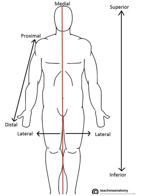 Anatomical Terms of Location - Anterior - Posterior - TeachMeAnatomy Anatomical Terms, Meniscal Tear, Physiotherapy Exercises, Human Respiratory System, Clinical Chemistry, Medical Dictionary, Gross Anatomy, Human Body Anatomy, Muscle Anatomy