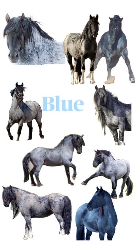 Blue Roan horses for a Book Idea Blue Roan Horses, Blue Roan Horse, Roan Horse, Blue Roan, A Book, Horses, Animals, Blue