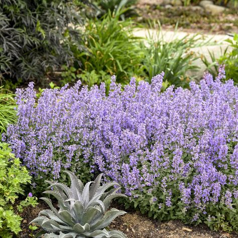 My Top Twelve Perennials for Sun and Shade - Home with Holliday Nepeta Plant Combinations, Cat Mint Plant Perennials, Walker’s Low Catmint, Nepeta Cats Meow, Catmint Nepeta, Nepeta Cats Pajamas Landscape, Proven Winners Perennials, Easy Perennials, Purple Plants