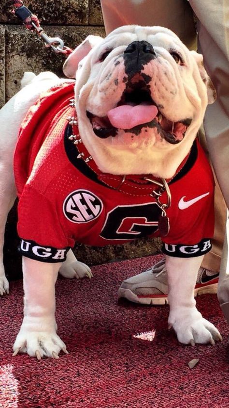 Georgia Bulldawgs Georgia Bulldog Mascot, Dawgs Football, Bulldog Wallpaper, Uga Football, Uga Bulldogs, Ga Bulldogs, Georgia Dawgs, International Dog Day, Georgia Bulldogs Football