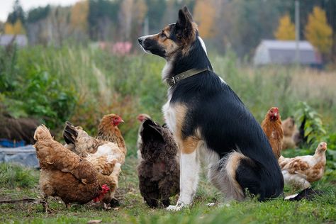 Can Dogs and Chickens Coexist? | ASPCA Pet Health Insurance Best Farm Dogs, Dog Backyard, Backyard Poultry, Farm Dogs, Family Dog, Large Dog Breeds, Raising Chickens, Chickens Backyard, Family Dogs