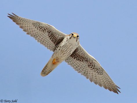 Photos of Prairie Falcon - Falco mexicanus Prairie Falcon, Colorado Birds, Concept Aircraft, Raptors Bird, Character Vibes, Red Tailed Hawk, Clothing Designs, Big Bird, By Terry