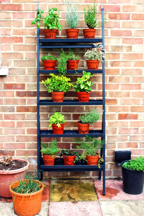 How to grow a herb garden | Supper in the Suburbs Ladder Herb Garden, Halloumi Sandwich, Kitchen Garden Design, Sandwich With Avocado, Mint Pesto, Ladder Shelves, The Suburbs, Spinach Leaves, Back Gardens