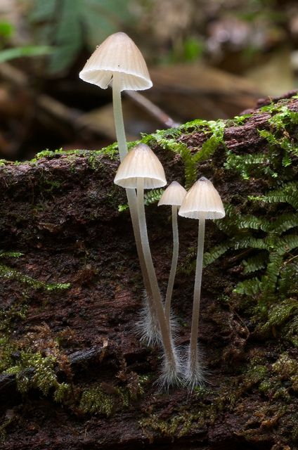 Mycena sp Group - Delicate Skinny Pale Brown Mushrooms Mushrooms Photography Nature, Mushrooms In The Wild, Mushrooms And Fungi, Mossy Mushroom Forest, Mushroom Growing, White Mushroom, Mushrooms In Nature Forests, Lichen Moss, Mushroom Pictures