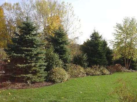 yards with front berm | Plant Inventory: Spruce Berm Ideas For Front Yard, Acreage Landscaping, Evergreen Landscape, Landscaping On A Hill, Large Backyard Landscaping, Court Yard, Garden Layout Vegetable, Privacy Landscaping, Yard Landscaping Ideas