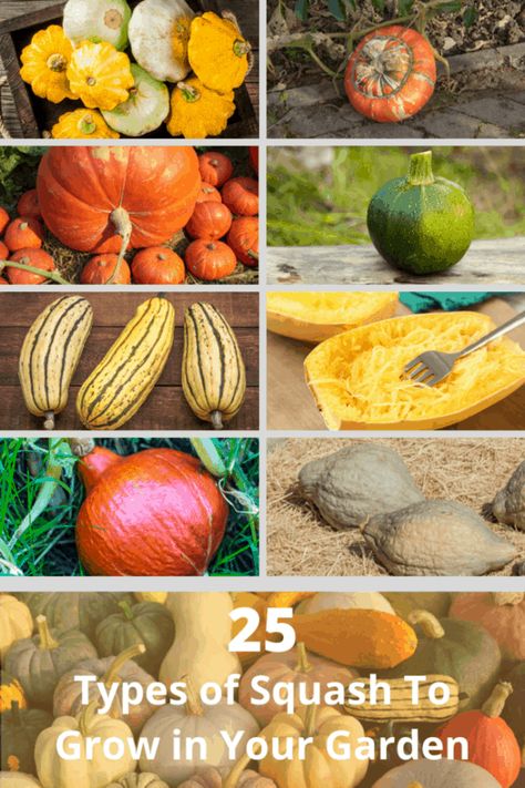 25 Exciting Types of Squash To Grow In Your Garden Squash Varieties Chart, Types Of Squash Summer, Different Squash Types, Different Kinds Of Squash, Varieties Of Squash, Types Of Squash, Squash Types, Winter Squash Varieties, Fall Container Plants