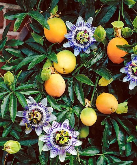 Passion Flower Plant, Passion Fruit Plant, Passion Fruit Flower, Flowers Growing, Garden Vines, Fruit Flowers, Fruit Seeds, Fruit Plants, Fruit Garden