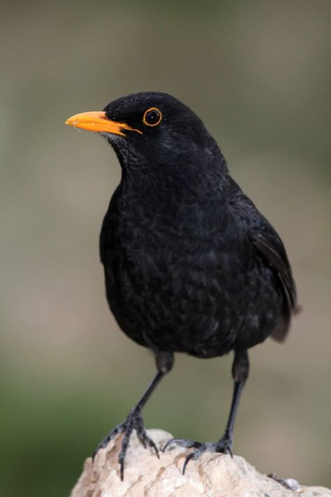 Common Blackbird Blackbird Singing, Brown Bird, Black Birds, British Wildlife, Animal References, Bird Pictures, All Birds, Colorful Birds, Wild Birds