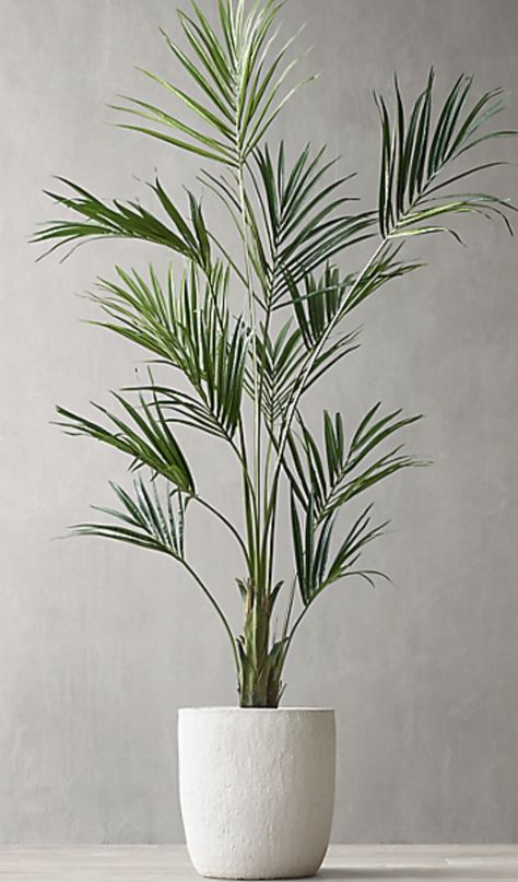 RH GRAND FAUX KENTIA PALM TREE 8' $495 Kentia Palm Indoors, Areca Palm Indoor Living Rooms Home, Fan Palm Tree Indoor, Areca Palm Indoor, Palm Tree Indoor, Faux Palm Tree Home Decor, Tropical Plants Indoor, Floor Vase Palm, Potted Palm Trees