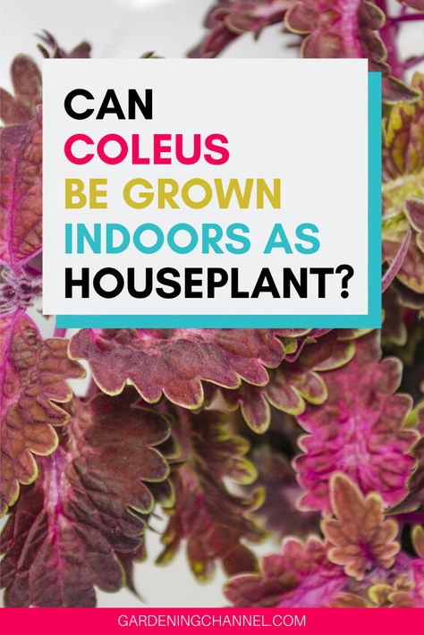 Follow these gardening tips to grow coleus indoors as a houseplant. Learn the best sunlight conditions to grow coleus without fading foliage. #gardeningchannel #gardening #houseplants #indoor gardening Shade Annuals, Indoor Gardening Supplies, Diy Container, Diy Container Gardening, Container Garden Design, Houseplants Indoor, Container Gardens, Indoor Gardening, Container Garden