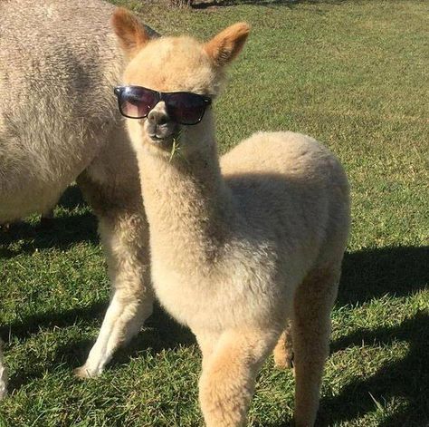 Lama Animal, Llama Llama, Cute Alpaca, Fluffy Animals, Cute Animal Photos, Animal Jokes, Animal Tattoos, Animal Photo, Cute Little Animals