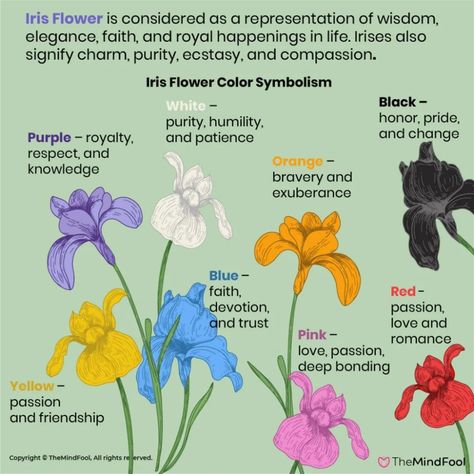 A Complete Guide to Iris Flower Meaning and Symbolism | TheMindFool Witchy Notes, Iris Meaning, Plant Symbolism, Iris Varieties, Iris Flower Tattoo, God Motivation, Purple Iris Flowers, Awakening Soul, Iris Tattoo