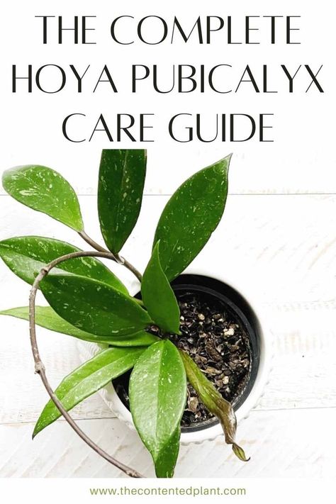 Hoya Plant Display Ideas, Hoya Care Tips, Hoya Pubicalyx Splash Care, Hoya Carnosa Splash, Wax Plant Hoya, Hoya Pubicalyx Plants, Hoya Wayetii, Gardening Indoors, Plant Mama