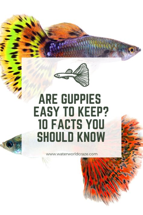 Guppies Fish Tank, Guppy Fish Care, Guppy Aquarium Ideas, Guppy Fish Types, Guppies Fish Tank Ideas, 5 Gallon Fish Tank Ideas, Pet Fish Bowl, Guppy Fish Tank Ideas, Guppy Tank Ideas