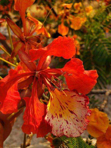 Royal Poinciana flower Royal Poinciana Aesthetic, Royal Poinciana Flower, Poinciana Flower, Royal Poinciana, Flowers