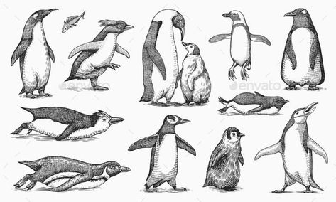 Emperor Penguin and Cute Baby Graphics Black And White, Penguin Sketch, Penguin Tattoo, Penguin Illustration, Penguin Drawing, Japanese Poster Design, King Penguin, Emperor Penguin, White Drawing