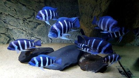 Cyphotilapia gibberosa «Moba - Blue Zaire» (Lake Tanganyika Cichlid) Frontosa Tank, Frontosa Cichlids, Reef Aquascaping, Cichlid Aquarium, Malawi Cichlids, Lake Tanganyika, Tropical Aquarium, Freshwater Aquarium Fish, African Cichlids