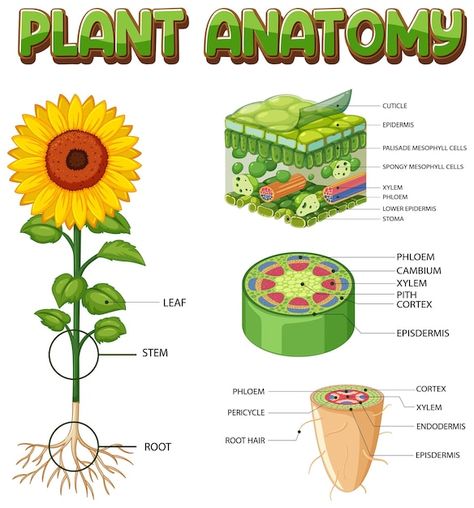 Plant Diagram, Neet Notes, Biology Plants, Plant Activities, Plant Structure, Nature Education, Skin Moles, Plant Stem, Plant Drawing