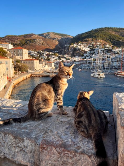 Hydra Greece Aesthetic, Cats In Greece, Greece Travel Aesthetic, Greece Places, Greece Aesthetics, Hydra Greece, Greece Aesthetic, Greece Pictures, Greece Trip