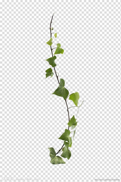 Virginia Creeper Vine, Common Ivy, Herb Tattoo, Flower Poetry, Plant Vines, Creepers Plants, Grape Tree, Botany Illustration, Vine Plants