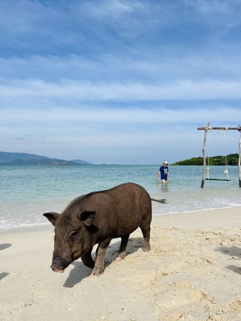 Koh Samui Aesthetic, Thailand Koh Samui, Koh Samui Things To Do, W Koh Samui, Koh Samui Waterfall, Krabi Elephant Sanctuary, Pig Island, Koh Samui Elephant Sanctuary, Chaweng Beach Koh Samui