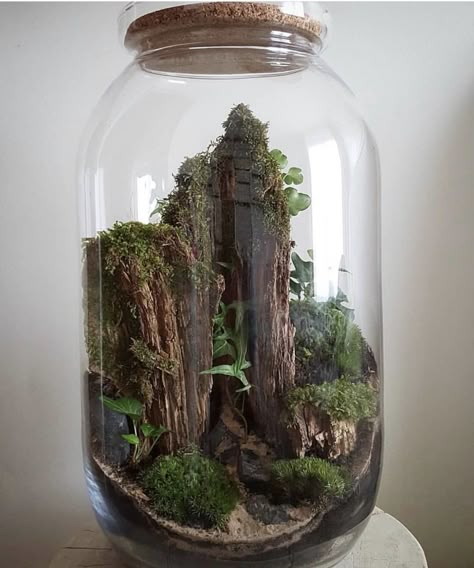 Closed Terrarium Plants, Terrarium Scene, Small Terrarium, All Things Green, Miniature Terrarium, Beautiful Terrariums, Moss Plant, Mini Terrarium, Bottle Garden