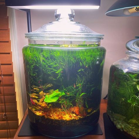 Sound Aquatics on Instagram: “Feeding time in the shrimp jar 🔻🔺🔻#jarrarium #lifeinajar #plantedtanks #plantedtank #plantedaquarium #shrimp #redcherryshrimp #cherryshrimp…” Planted Jar Aquarium, Shrimp Terrarium, Cherry Shrimp Tank, Jar Aquarium, Pet Shrimp, Natural Aquarium, Snail Tank, Water Terrarium, Red Cherry Shrimp