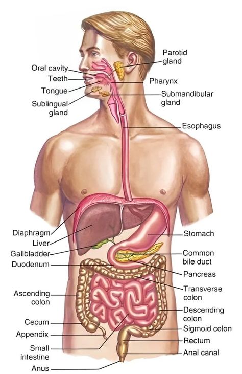 Human Digestive System Diagram Class 7 With Labels And Explanation Digestive System Diagram, Human Anatomy Picture, Human Body Vocabulary, Digestive System Anatomy, Anatomy Organs, Human Body Science, Human Digestive System, Sistem Pencernaan, Human Body Organs