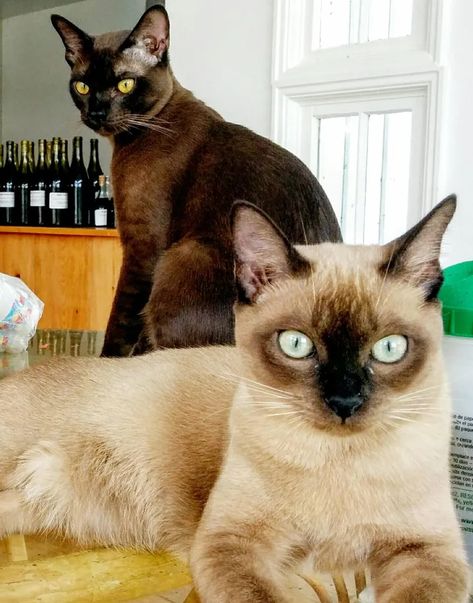 Indian Spring Cats - Burmese Kittens, Pets, Thai Cattery Tonkinese Kittens, Spring Cats, Indian Spring, Burmese Kittens, Tonkinese Cat, Cat Heaven, Burmese Cat, Tonkinese, Types Of Cats