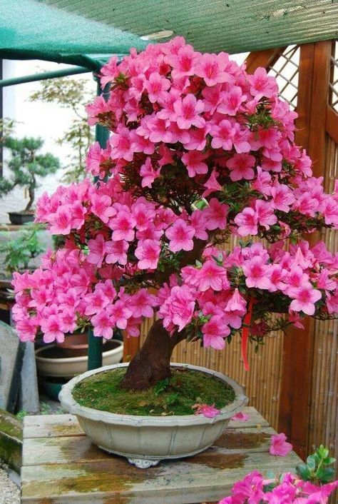 Liked Desert Rose Plant, Beautiful Bonsai, Bonsai Flower, Japanese Bonsai, Backyard Flowers, Vintage Flowers Wallpaper, Garden Mini, Beautiful Pink Flowers, Bonsai Plants