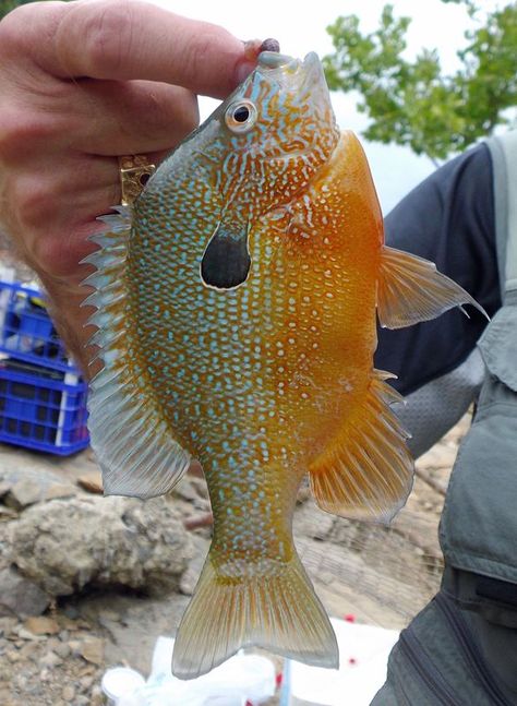 Longear Sunfish, Fish Decoys, Carp Fishing Tips, Broken Bow Lake, Crappie Fishing Tips, Fishing Trout, Fishing Ideas, Fishing Kayak, Fishing Stuff