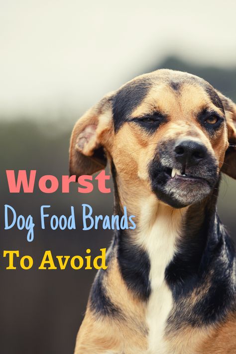 Best Dog Food For Small Breeds, Best Puppy Food For Large Breeds, Best Dry Dog Food Brands, Farmers Dog Food, Dog Food Add Ins, Balanced Dog Food, Orijen Dog Food, Iams Dog Food, Best Dry Dog Food