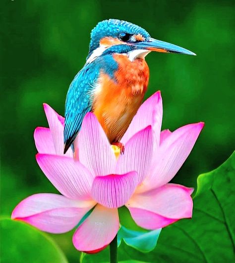 Home / Twitter Common Kingfisher, Kingfisher Bird, Most Beautiful Birds, Bird Pictures, Exotic Birds, Pretty Birds, Alam Yang Indah, Colorful Birds, 가을 패션