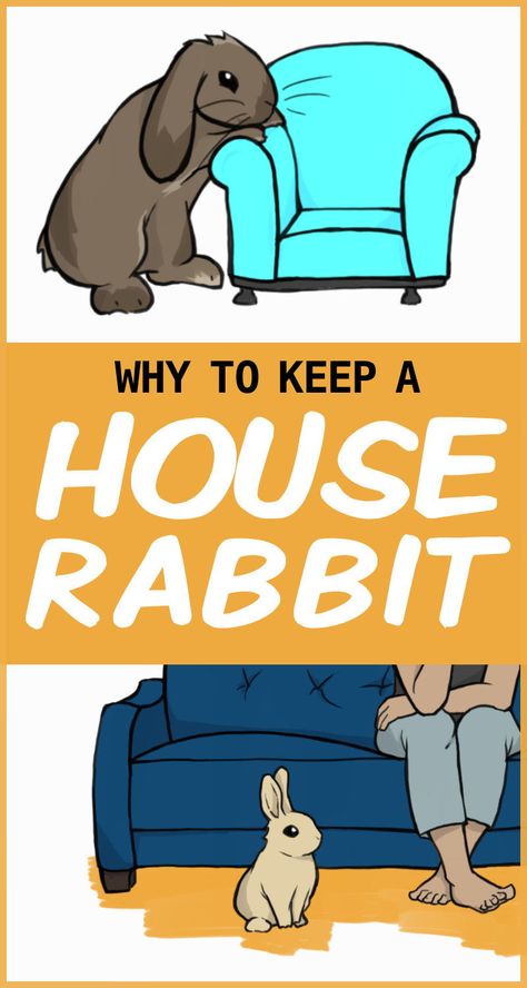 Free Range Rabbits Indoor, Free Range Bunny Indoor, House Rabbit Setup Ideas, House Rabbit Setup, Rabbit Set Up Indoor, Indoor Bunny Setup, Indoor Rabbit Setup, Indoor Rabbit Run, Bunny Outside