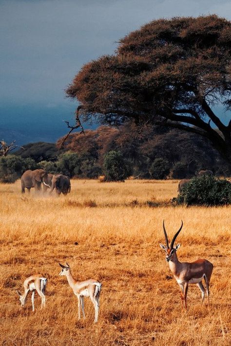 Amboseli National Park, Kenya | PLAN YOUR VACATION IN KENYA Kenya Travel Destinations | Kenya Honeymoon | Backpack Kenya | Backpacking | Kenya Vacation | Kenya Photography| Africa Off the Beaten Path Budget Wanderlust Bucket List #travel #honeymoon #vacation #backpacking #budgettravel #offthebeatenpath #bucketlist #wanderlust #Kenya #Africa #visitKenya #TravelKenya Ed Wallpaper, Safari Photography, Africa Photography, Kenya Travel, Travel Africa, Africa Animals, Kenya Safari, Africa Do Sul, Africa Safari