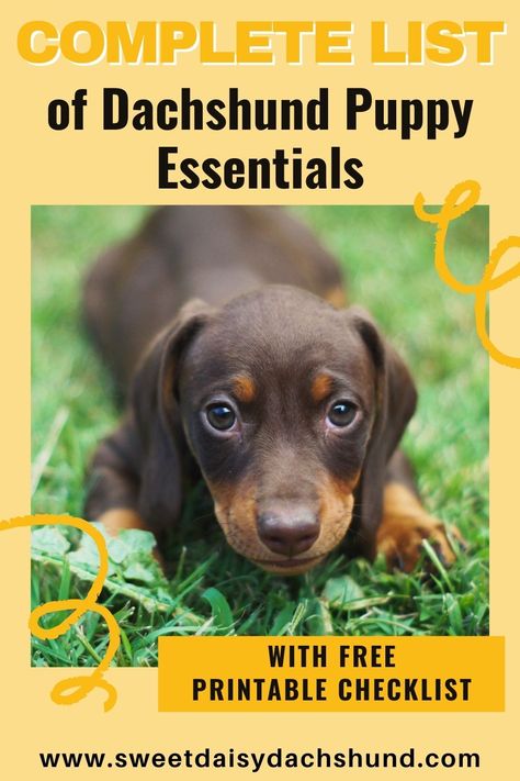 Are you thinking about getting a dachshund puppy, but don’t know what supplies you will need so you are fully prepared for his/her arrival? Are you constantly asking yourself…what should I buy before my dachshund puppy arrives? We'll provide you with a complete list of puppy essentials you will need to get ready for the big day. Plus, we'll show you some of the products we have tried and love! With a free downloadable checklist. #dachshund #miniaturedachshund #dachshund puppies #dogtraining What Should I Buy, Puppy Essentials, Dachshund Training, Doxie Puppies, Dachshund Breed, Hooded Dog Bed, Miniature Dachshunds, Dog Ramp, Sausage Dogs