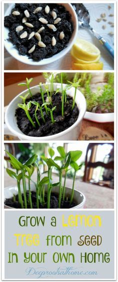 Lemon Tree From Seed, Grow Lemon, Growing Lemon Trees, Growing Celery, Lemon Plant, Lemon Seeds, How To Grow Lemon, Avocado Dessert, نباتات منزلية